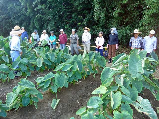 第19回農作業体験学習講座第九回 里芋 野菜栽培 9月14日 自然と文化の森協会