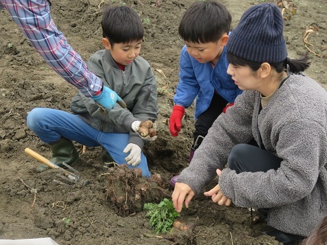 田能やさいクラブ2023：伝統野菜・田能のさといもを収穫: 自然と文化の森協会