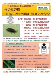 5.10〜18ヒメボタル.jpg