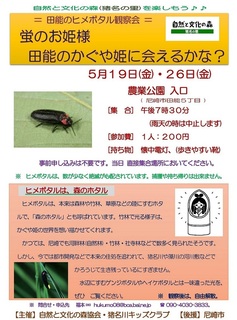 5.19&26ヒメボタル.jpg