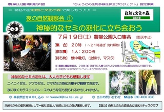 7.19セミの羽化観察:ご案内.jpg