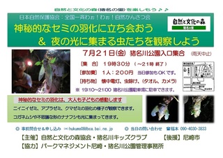 7.21セミの羽化.jpg