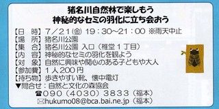 7.21セミの羽化案内.jpg