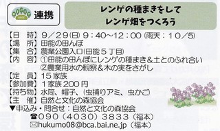 9.29レンゲ種.jpg