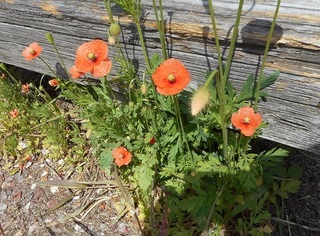 DSCN0503.JPG