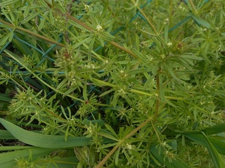 DSCN0536.JPG
