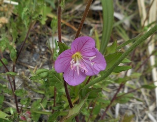 DSCN0577.JPG