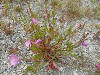 DSCN0579.JPG