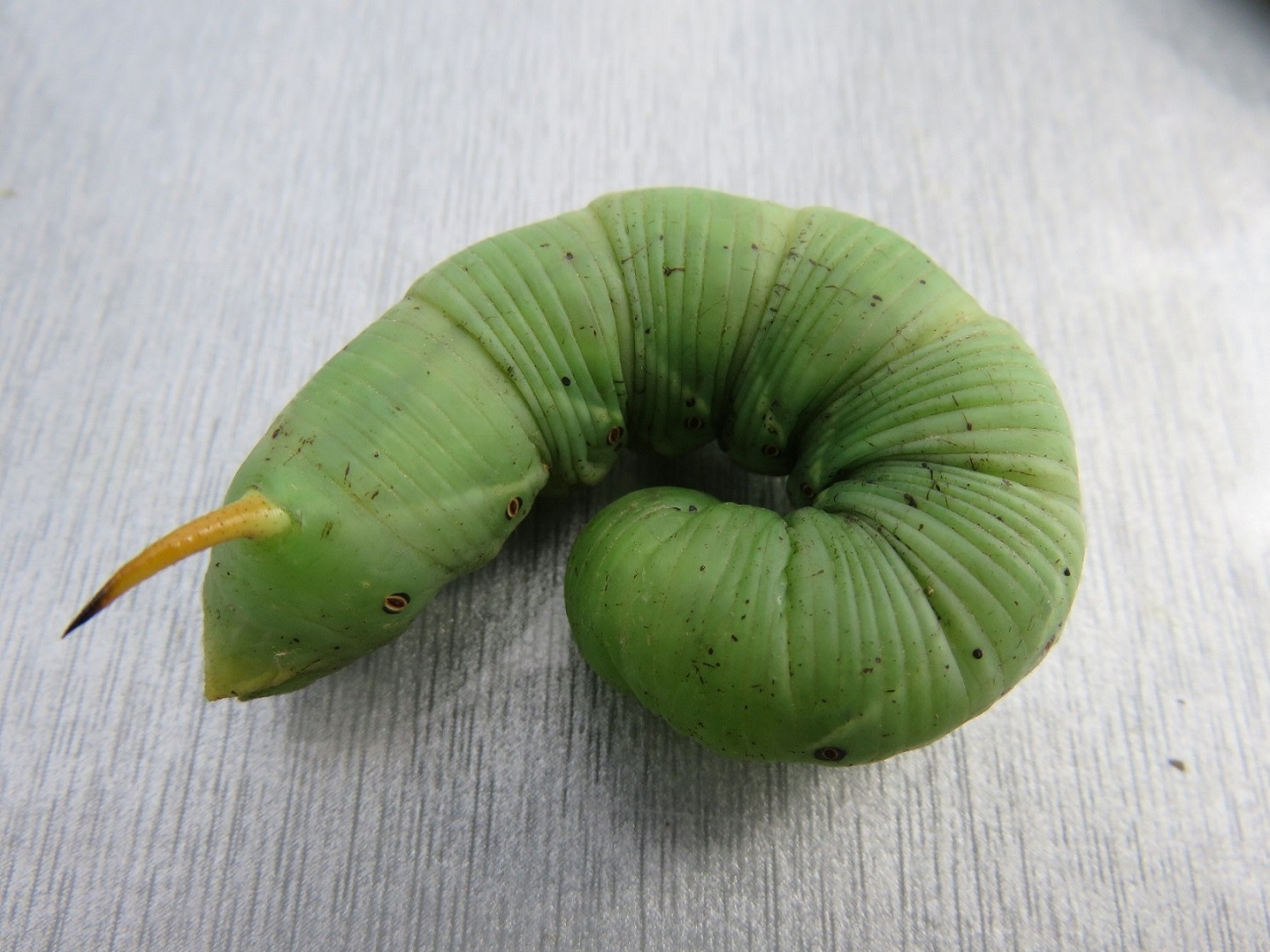 エビガラスズメ 幼虫 サツマイモの葉を食べる害虫 自然と文化の森協会