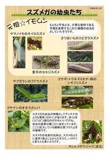 スズメガの幼虫.jpg