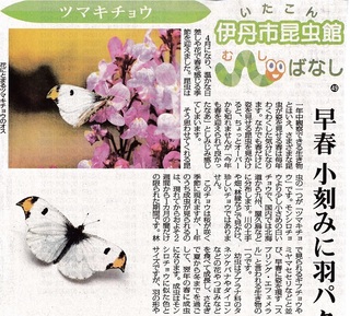 ツマキチョウ2024.4.18毎日新聞1.jpg