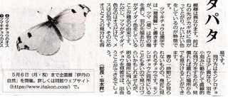 ツマキチョウ2024.4.18毎日新聞2.jpg