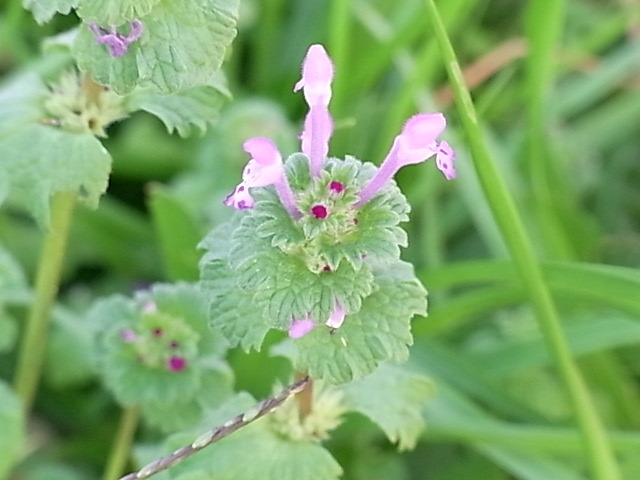 猪名の里の花々２０ ホトケノザ 葉の形が仏様の台座 蓮座 のように見える 自然と文化の森協会