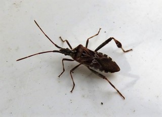 マツヘリカメムシ.JPG