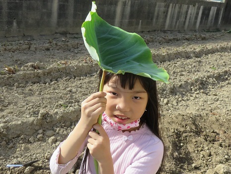 田能やさいクラブ2021：⑫田能の里芋を収穫しました: 自然と文化