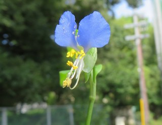 IMG_1595.JPG