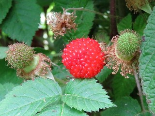 IMG_2873.JPG