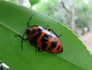IMG_3084.JPG