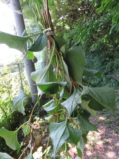 IMG_3111.JPG