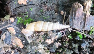 IMG_3252.JPG