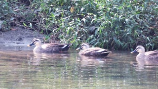 IMG_4058.JPG