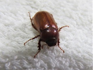 IMG_4079.JPG