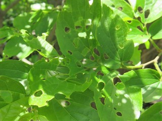 IMG_5079.JPG