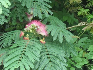 IMG_7875.JPG