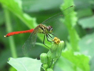 IMG_8422.JPG