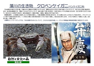 Microsoft Word - 観察会資料:クロベンケイガニ解説パネル-01.jpg