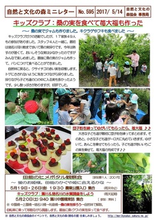 No.595キッズ:桑の実を食べて苺大福も作った2017.5.jpg