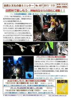 No.607自然林で楽しもう:神秘的なセミの羽化に感動2017.7.21.jpg