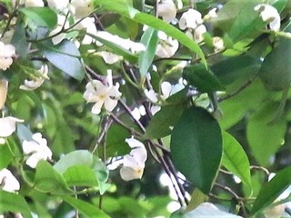 RIMG0001.JPG
