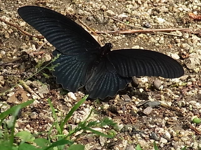 ナガサキアゲハ～日本最大級の黒くて大きなチョウ～: 自然と文化の森協会